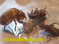 /home//u458753944/public_html/sourcegallery//Insects and small critters/silliness/P1130851.JPG